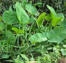 Kèo Nèo Tiếng Anh Là Gì: Giải Mã Thuật Ngữ Cá Độ Bóng Đá Chuyên Nghiệp