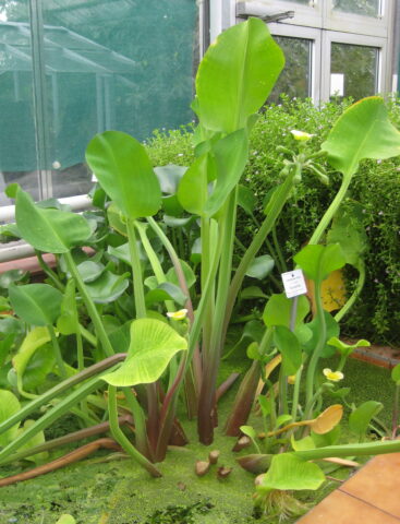 Kèo Nèo Tiếng Anh Là Gì: Giải Mã Thuật Ngữ Cá Độ Bóng Đá Chuyên Nghiệp