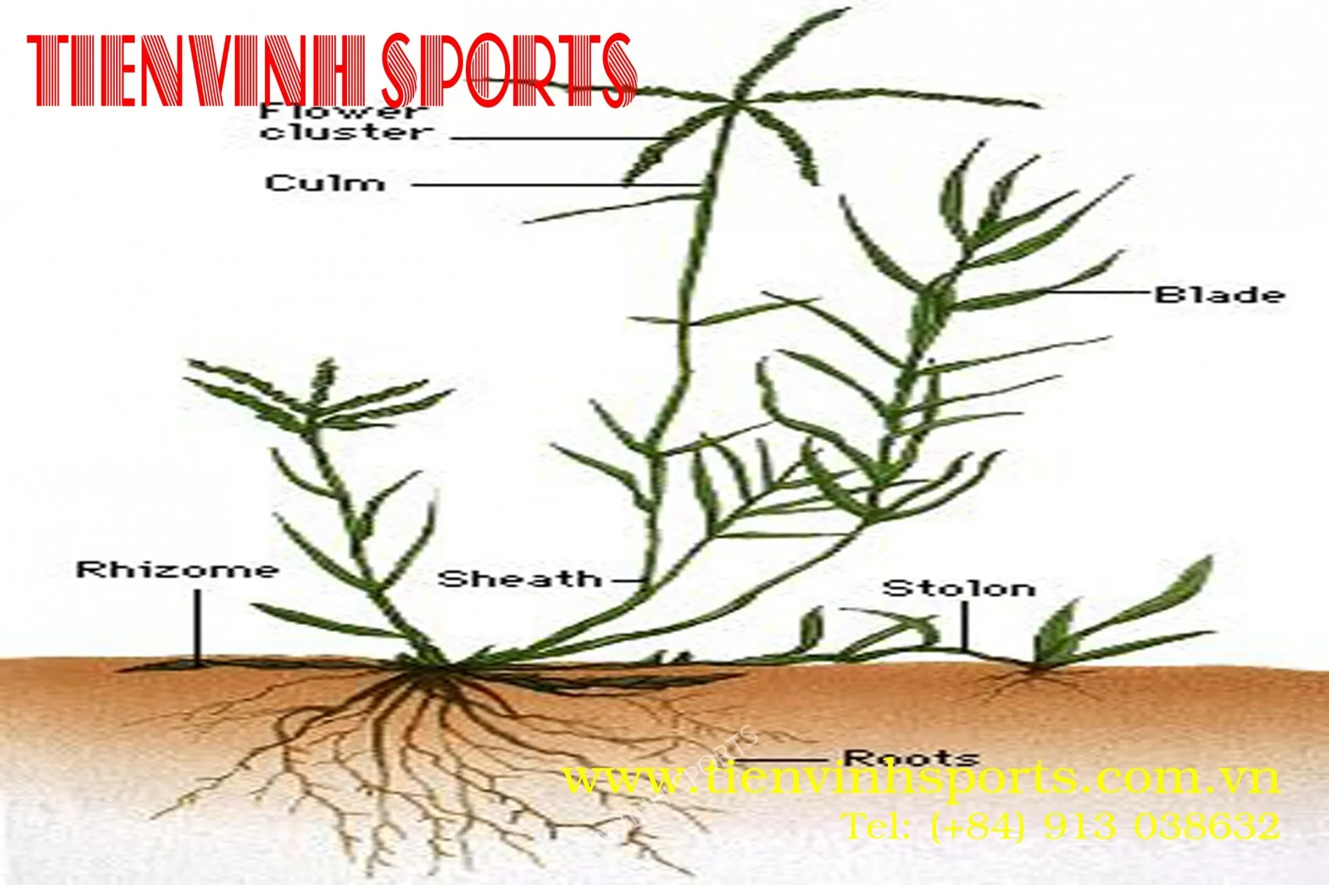 bermuda grass stonlon