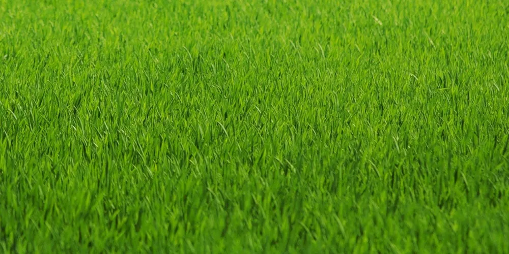 Sân cỏ tự nhiên Firm Ground (FG) phổ biến ở Việt Nam