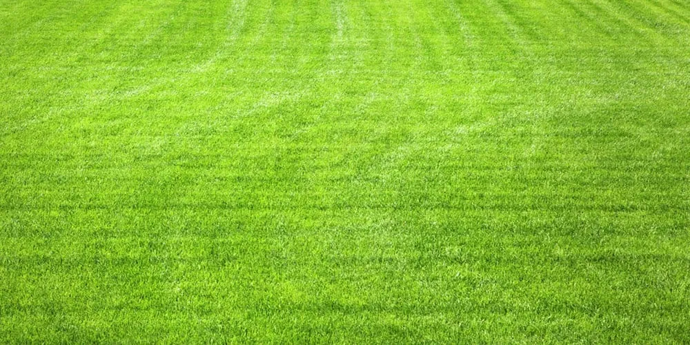 Sân cỏ tự nhiên Soft Ground (SG) ẩm ướt, mềm xốp, thích hợp cho giày đinh SG