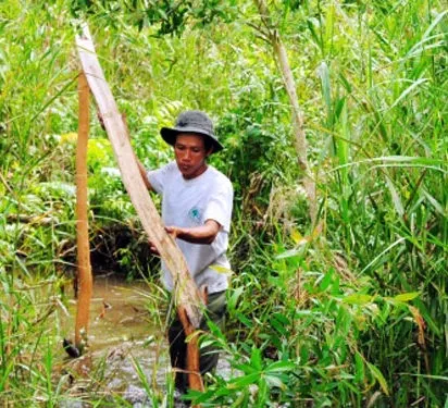 Hình ảnh nhánh tràm được chuẩn bị để gác kèo, gợi nhắc về sự tỉ mỉ trong việc phân tích kèo bóng đá