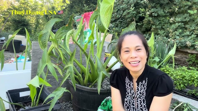 Kèo Nèo Tiếng Anh Là Gì: Giải Mã Thuật Ngữ Cá Độ Bóng Đá Chuyên Nghiệp